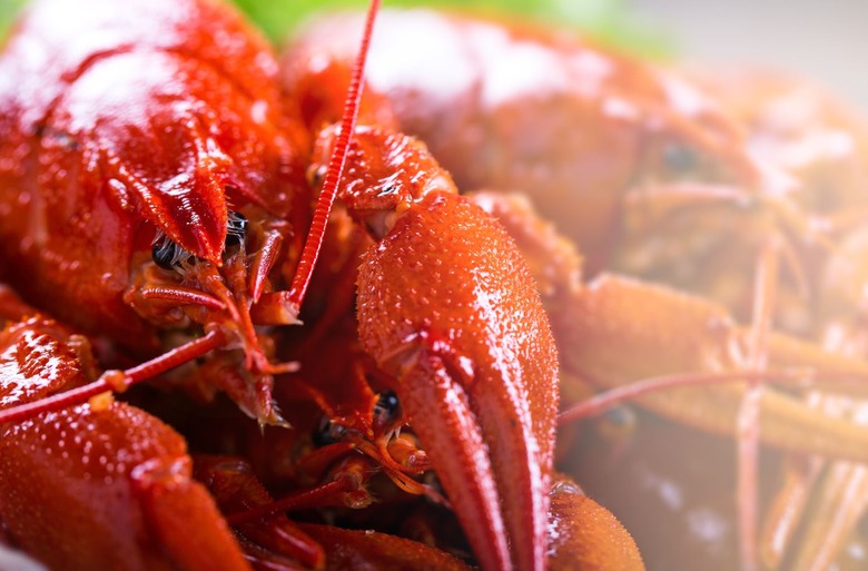 Lobster