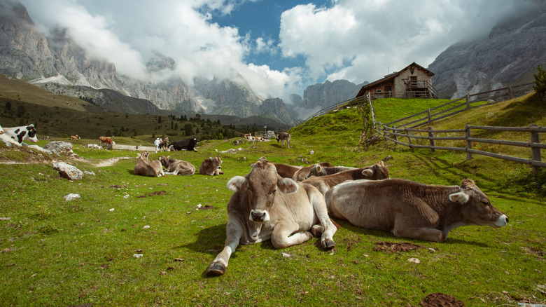 brown cows in Northern Italy