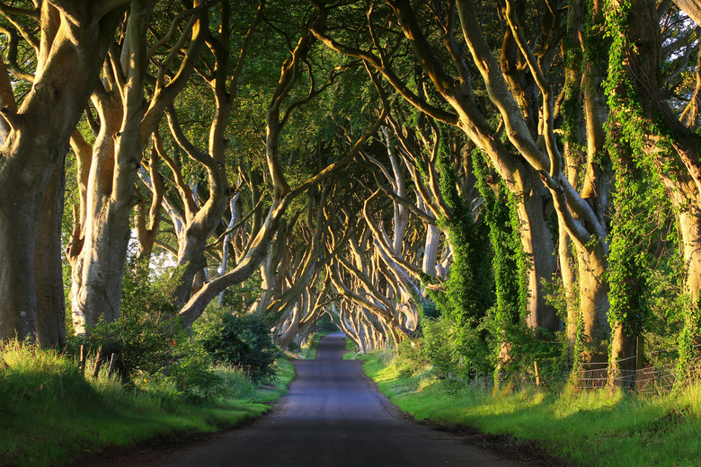 Dark Hedges