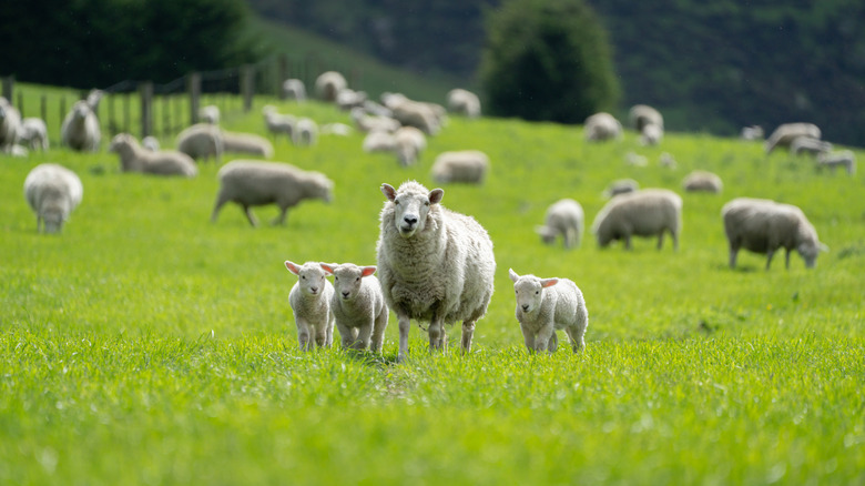 Grazing sheep on farm.