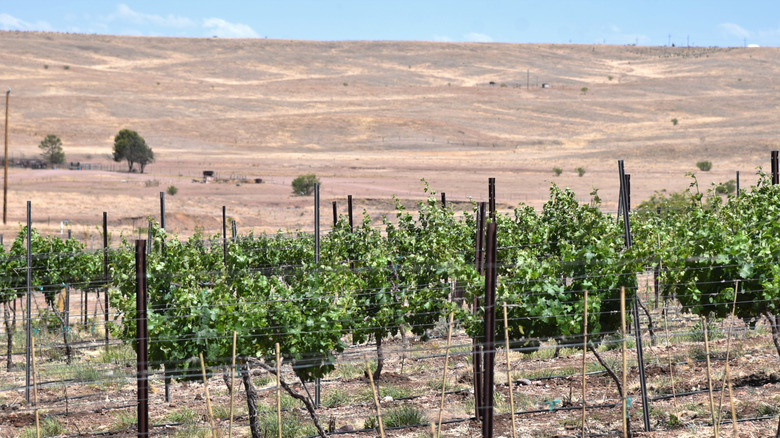 vineyard in the desert