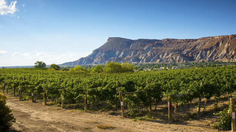 Grand mesa above a vineyard