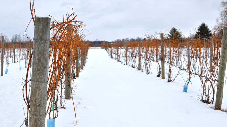 Vineyard in Michigan covered in snow