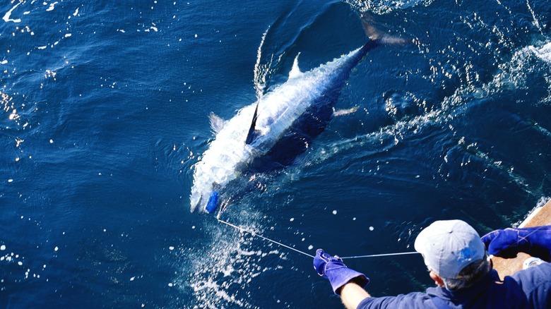 man reeling in large tuna fish
