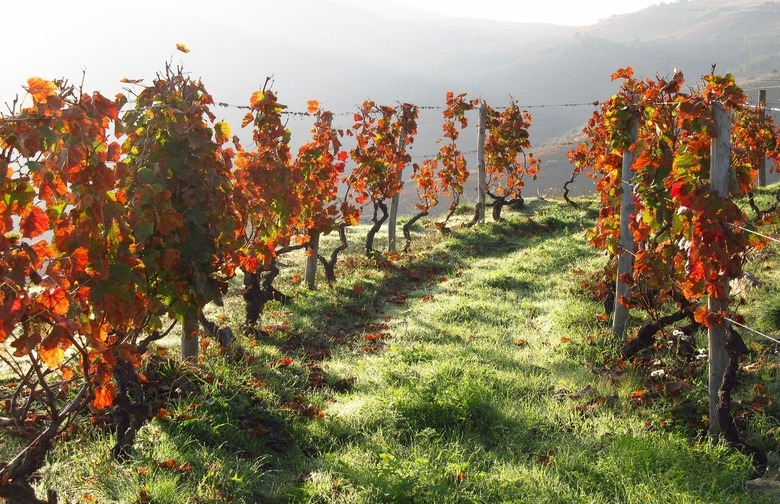 Douro Valley, Portugal