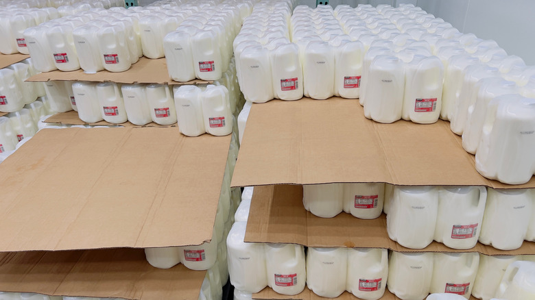 Gallons of Kirkland Signature Whole Milk jugs