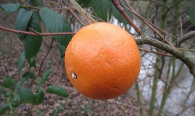 Italian orange fight
