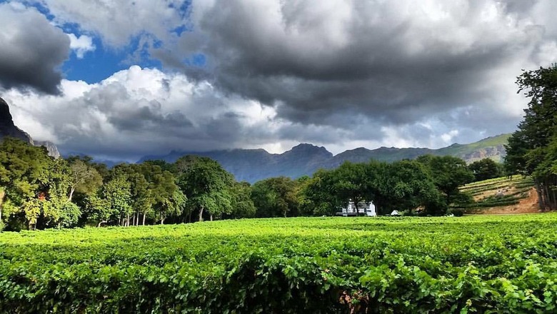 MolenVliet Oosthuizen Family Vineyards, South Africa
