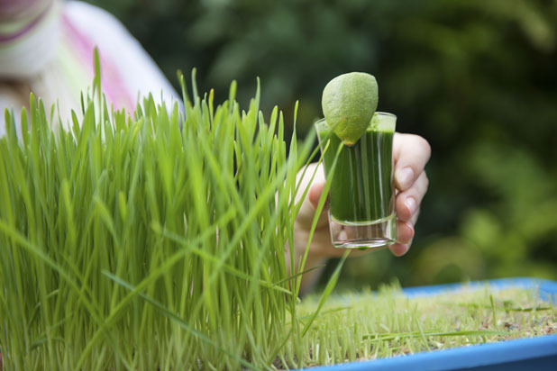 Wheatgrass