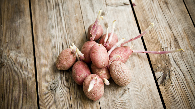 Extensively sprouted potatoes on a wooden surface