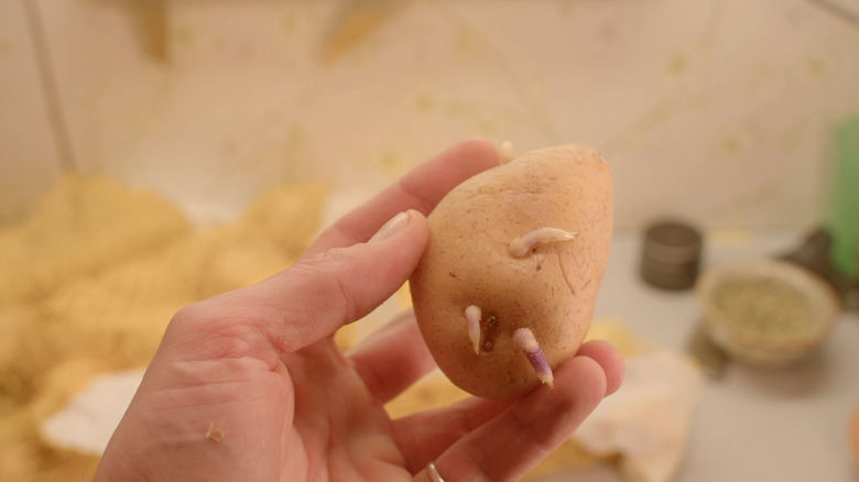 A home chef holding up a potato with small sprouts