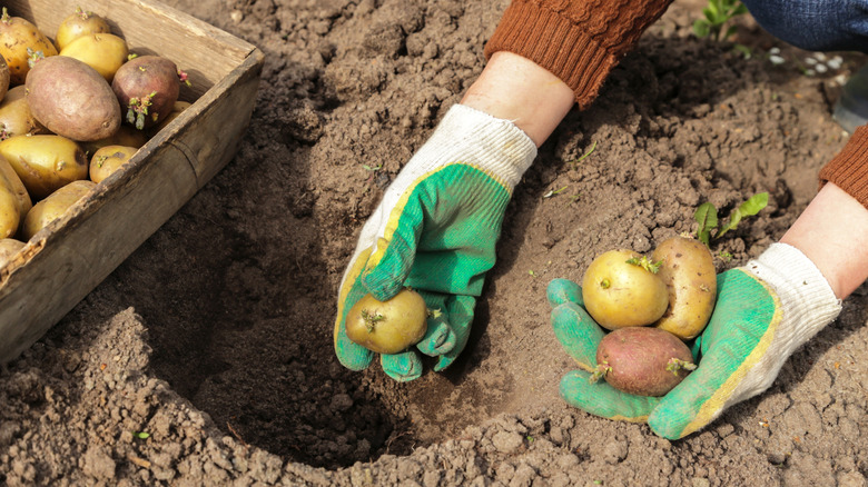 A person planting sprouted potatoes in their garden