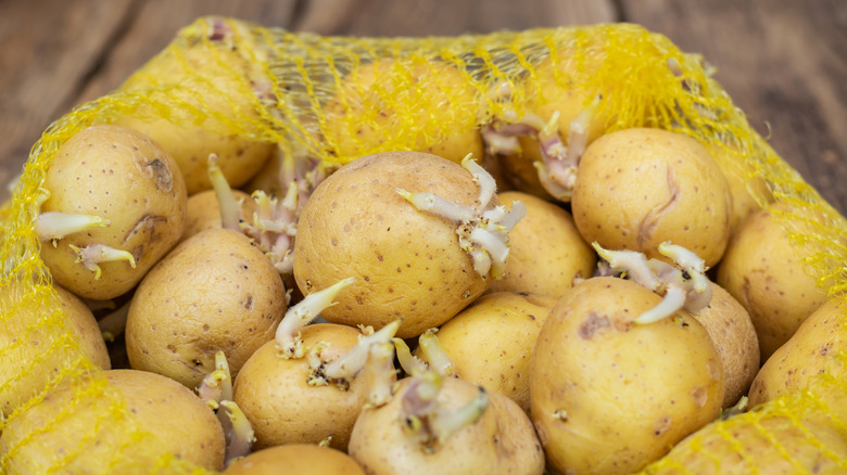 A yellow net bag of sprouted potatoes