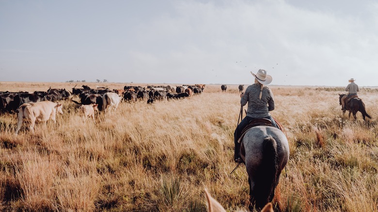 Person herding cattle in field