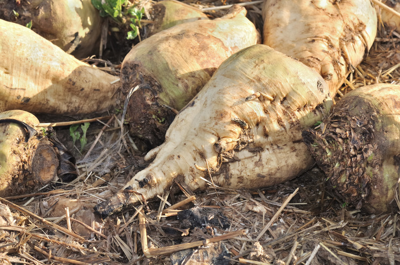 Sugar Beets