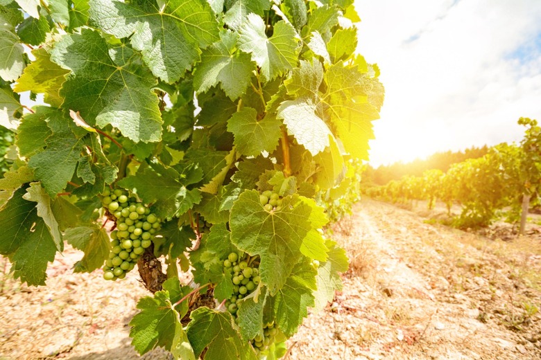 Fun, Fizzy Vinho Verde Isn't the Whole Story