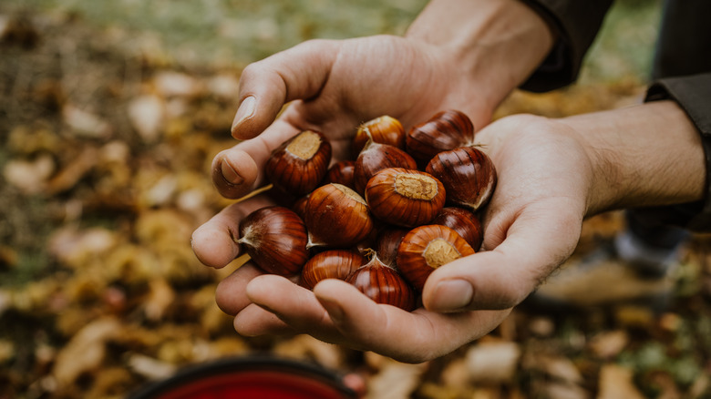 Pair of hands holding chestnuts