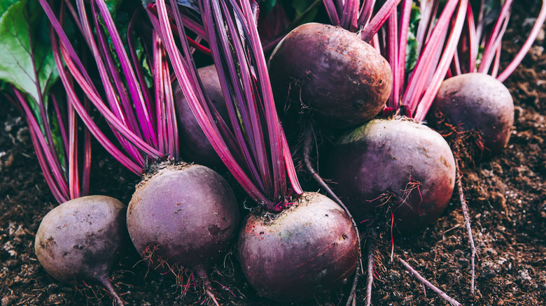 bunch of raw beets