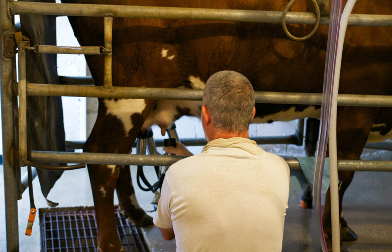 Raw Milk