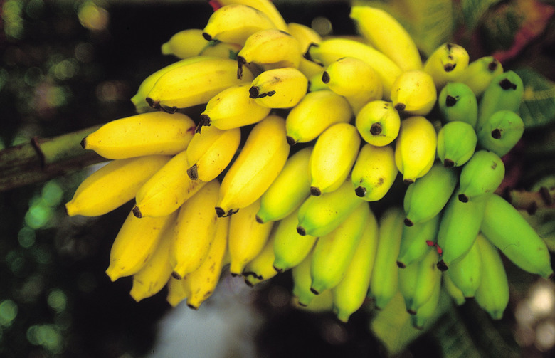 Bananas