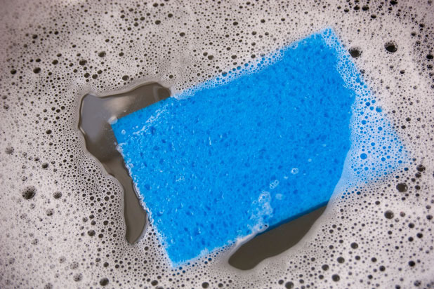 A Kitchen Sponge:  Hotbed of Bacteria?