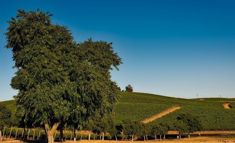 Napa Valley