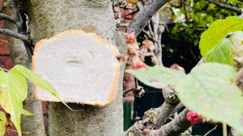 Bread stapled to a tree