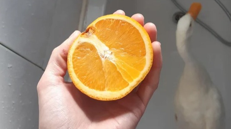 Hand holding an orange