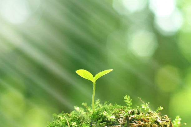 Sapling