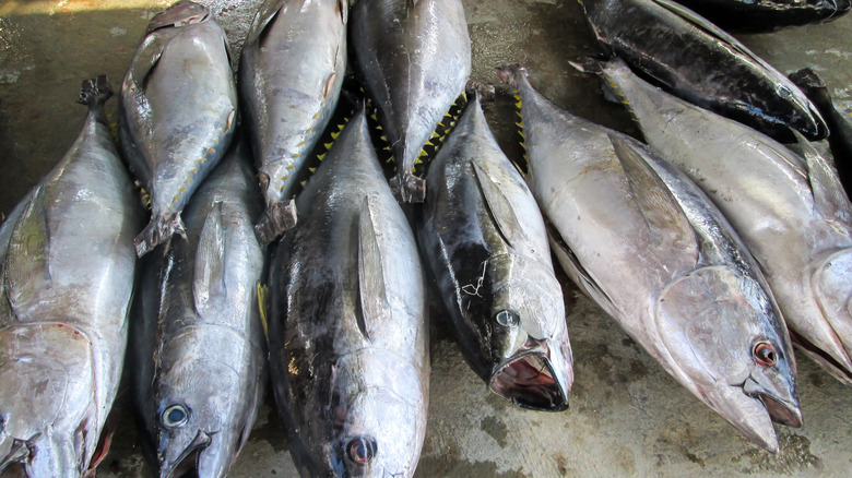 bigeye tuna