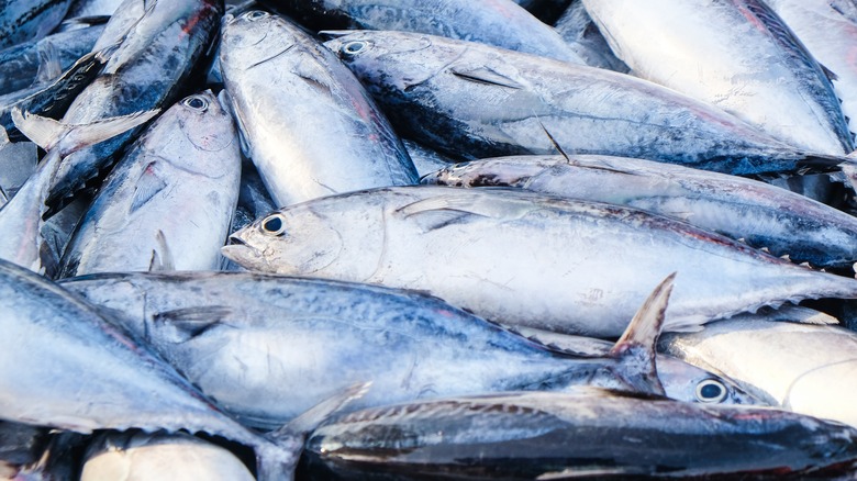 skipjack tuna