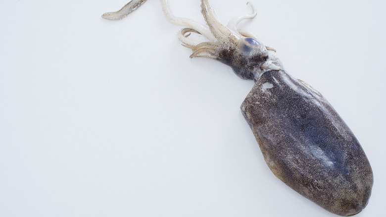 Cuttlefish with ink