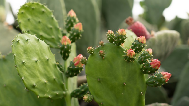 prickly pear cactus with its fruit