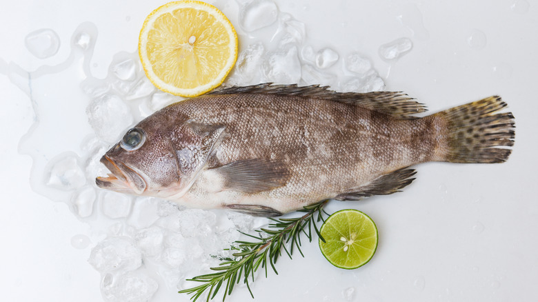 Grouper fish on ice