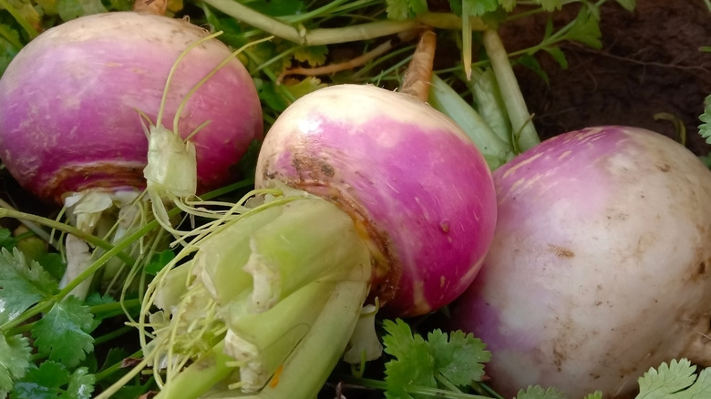 Three fresh turnips 