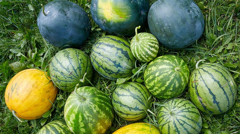 assorted types of watermelon
