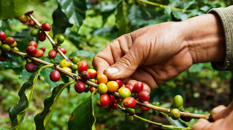 Worker picking coffee beans