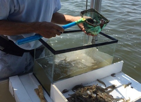 A Gulf Shores Cruise for Gourmands