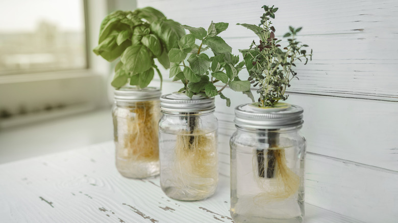 Fresh herbs grown using hydroponic system.