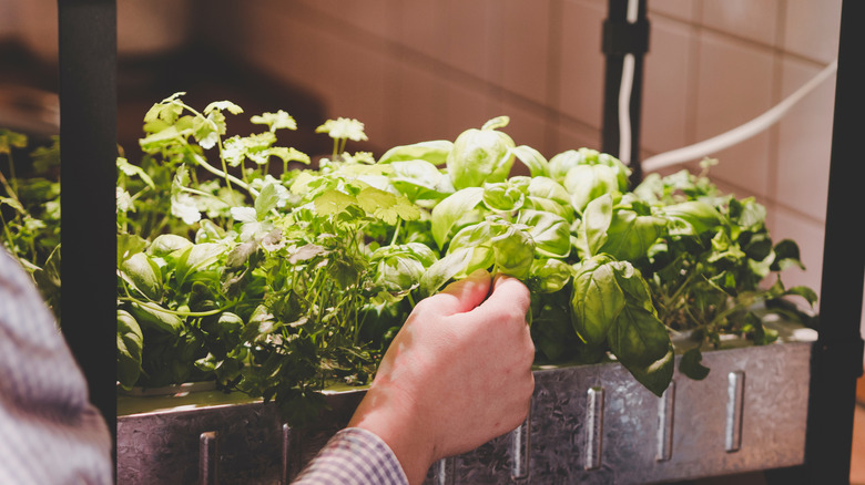 Herbs grown at home using hydroponic system.