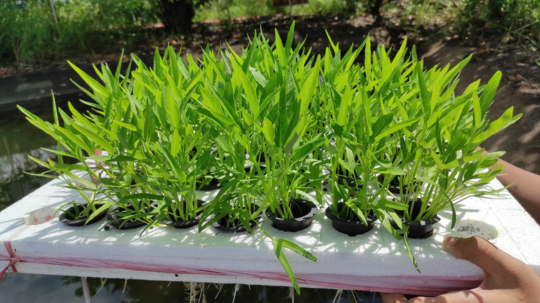 Kale plants grown hydroponically with a wick system.