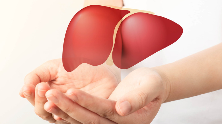 Person holding a model of a liver