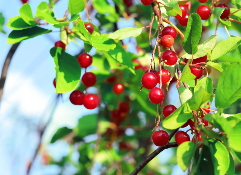 North Dakota: Chokecherry bounce