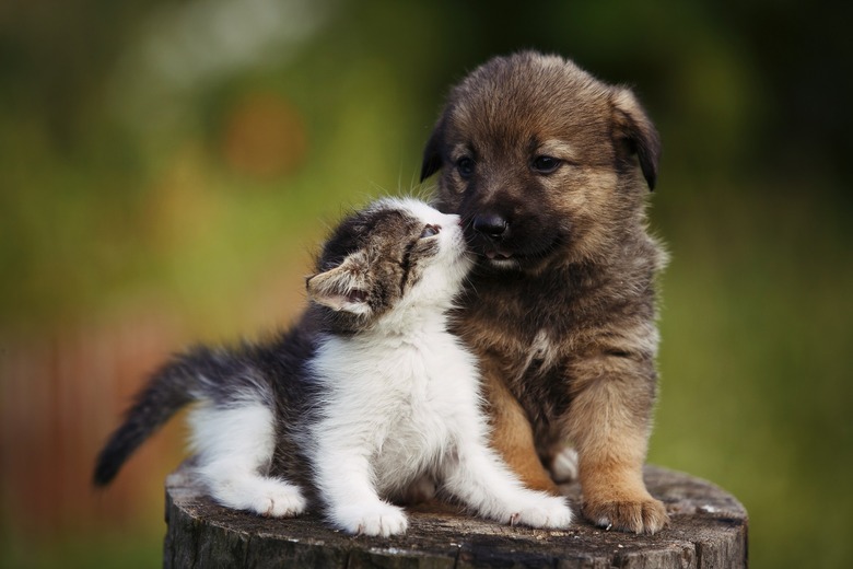 kitten puppy