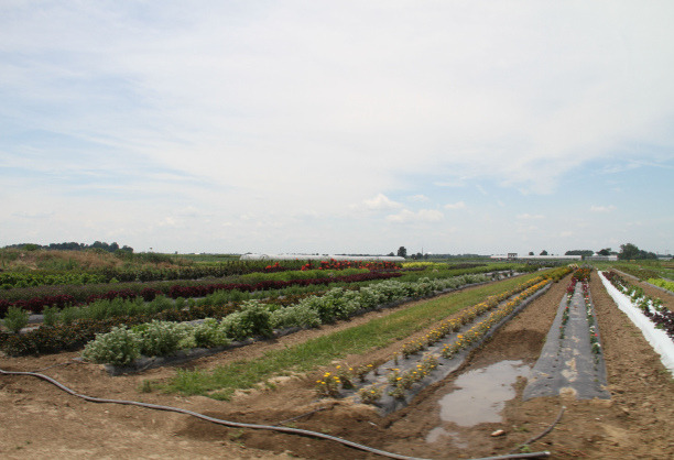 Farm