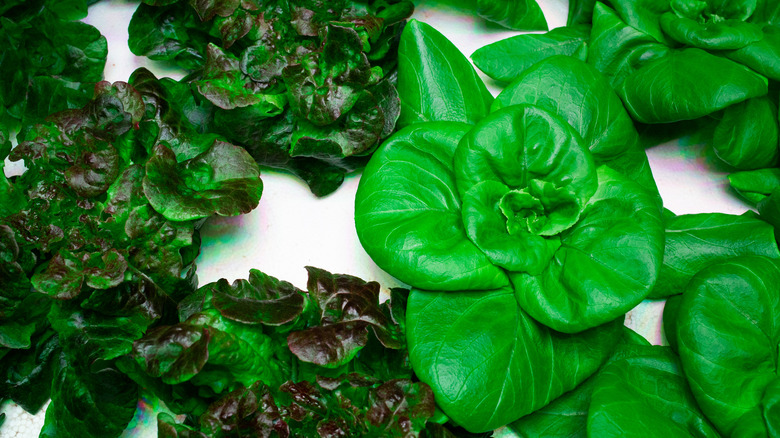 Leafy green vegetables spread out