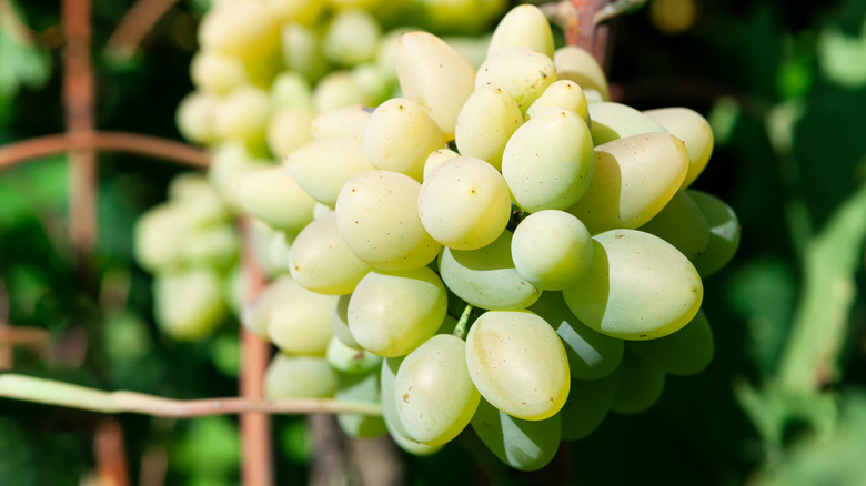 bunch of Cotton Candy grapes 