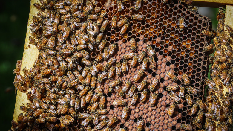 Bees on the hive screen 