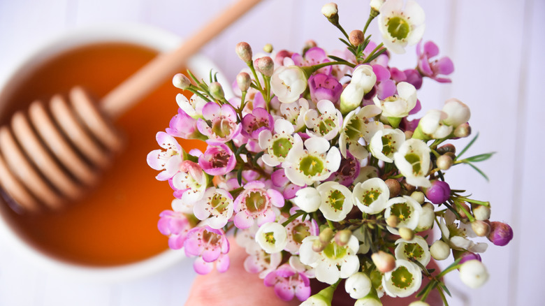 Manuka flowers and honey