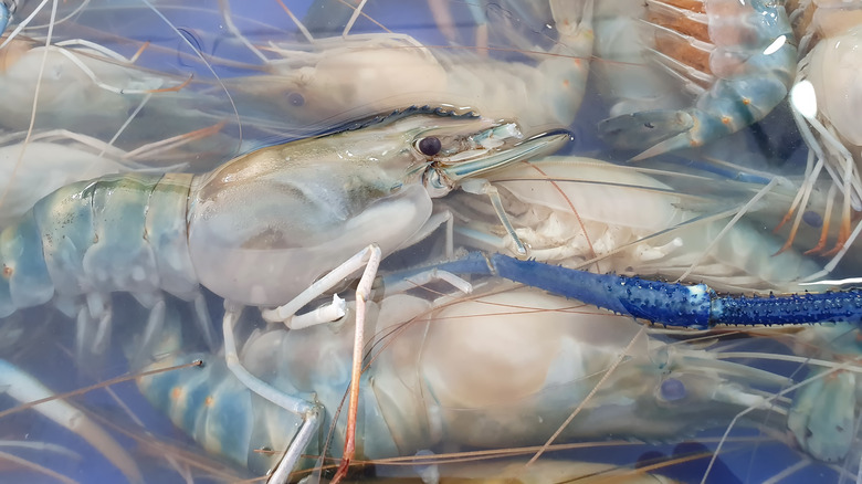 Spoiled shrimp